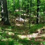 Rest of the Forest, view 2A
